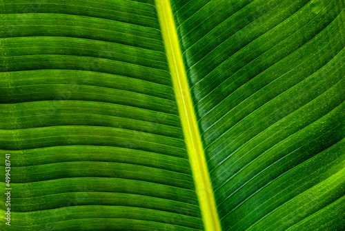 Close-up of green palm leaf photo