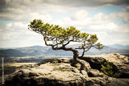 Lone Tree Growing on Mountain Cliff – Symbol of Strength and Resilience