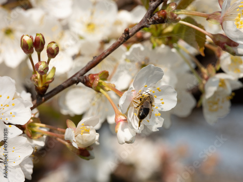 Bee on cherry tree flowers
