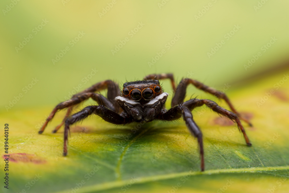 Close up jumping spiders on the wall Close up jumping spiders on the wall