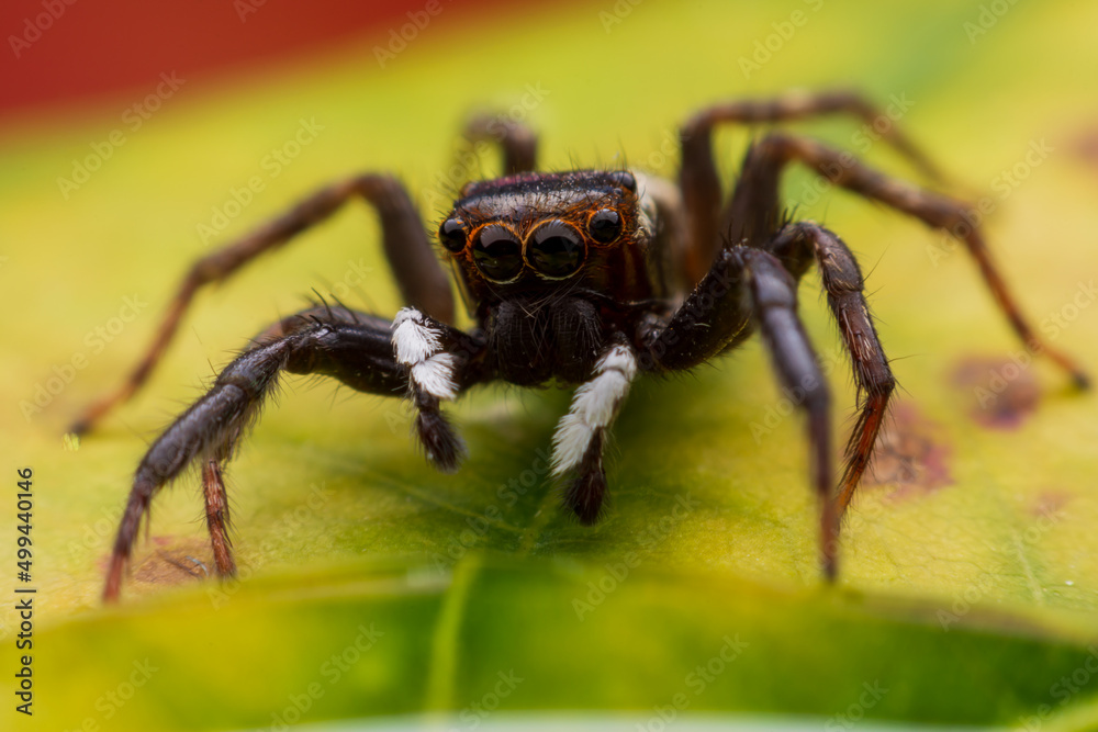 Close up jumping spiders on the wall Close up jumping spiders on the wall