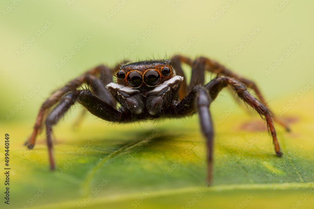 Close up jumping spiders on the wall Close up jumping spiders on the wall