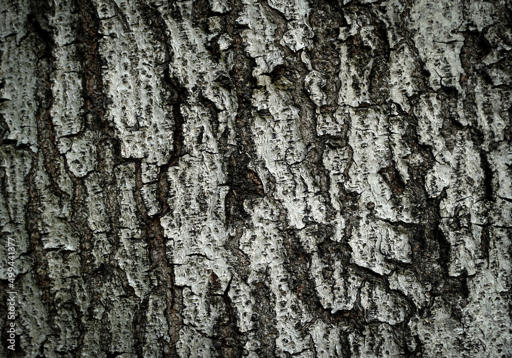 Fototapeta premium Bark of tree in forest. Closeup stock photography.