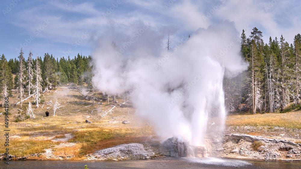 Shot of a erupting Geyser, Bison ni the background, Yellowstone