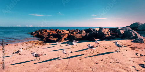 seagulls at the beach