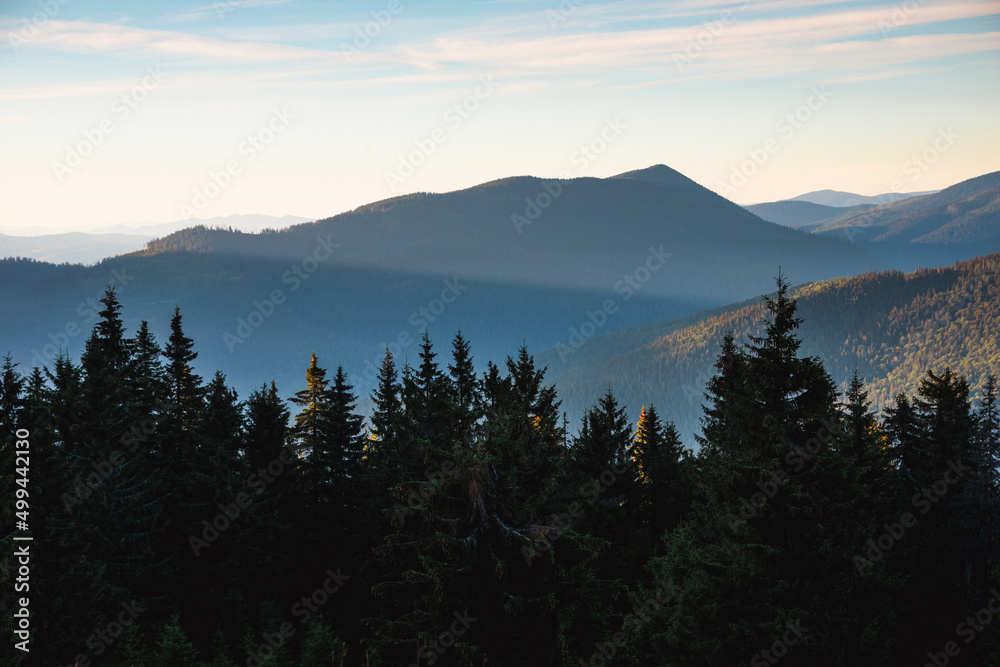 Obraz premium Amazing landscape in the mountains at the evening. View of the slopes covered with forest which are illuminated by light at sunset. East Carpathian Biosphere Reserve.
