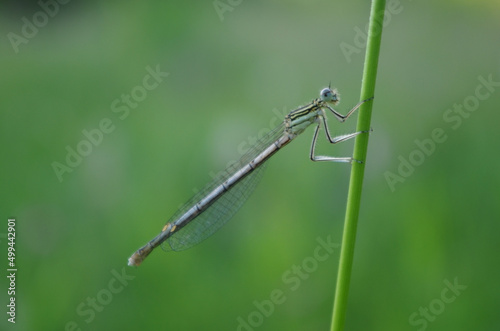 the positive dragonfly smiling on a stalk