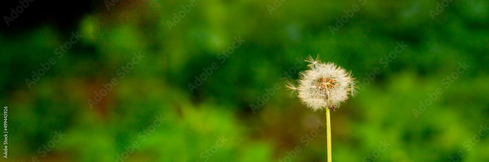 Naklejka premium Dandelion blossoms in the spring and summer season, floral web banner, meadow with flowers.White dandelion head Flower closeup on blurred green background.Web banner With Copy Space