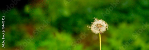 Fototapeta Naklejka Na Ścianę i Meble -  Dandelion blossoms in the spring and summer season, floral web banner, meadow with flowers.White dandelion head Flower closeup on blurred green background.Web banner With Copy Space