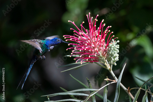 The swallow-tailed hummingbird feeding into the vibrant Grevillea superb flower. Species Eupetomena macroura also know as beija-flor tesoura. Birdwatching. Birding.
