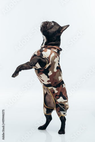 french bulldog in military uniform. on a white background