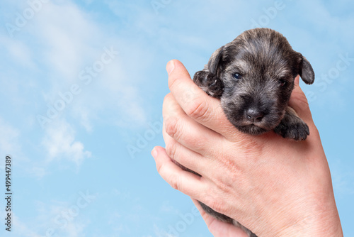 A small newborn puppy on the owner's hand. A small black miniature schnauzer puppy against the background of white clouds in the sky. Pet care. National Puppy Day