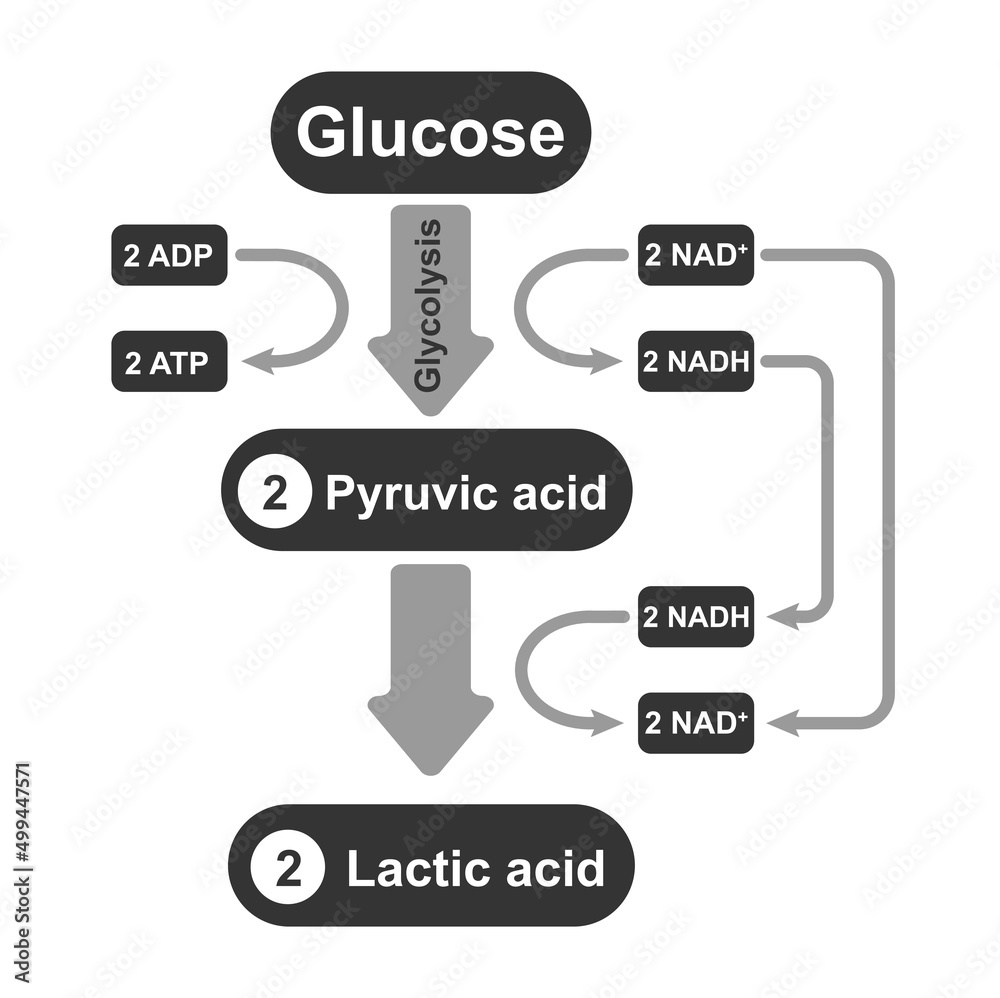 Lactic Acid Fermentation. Anaerobic Respiration. Colorful Symbols
