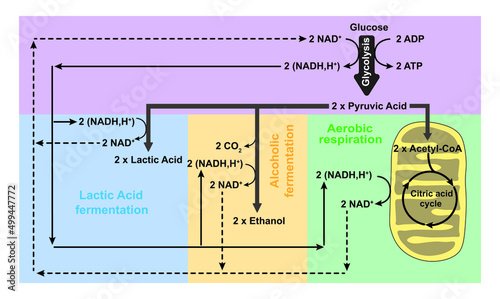 Glycolysis, Aerobic Respiration And Anaerobic Fermentation In One Scheme. Colorful Symbols. Vector Illustration. photo