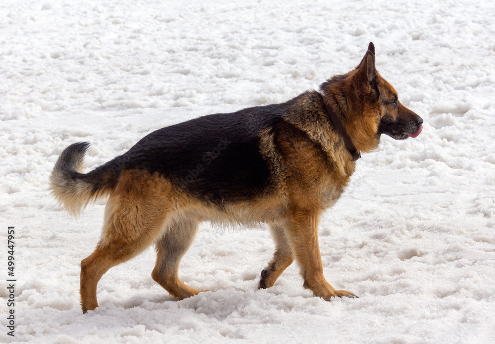 German shepherd German shepherd