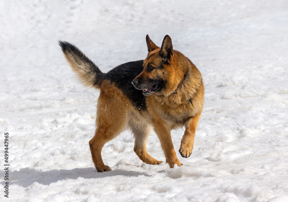 German shepherd