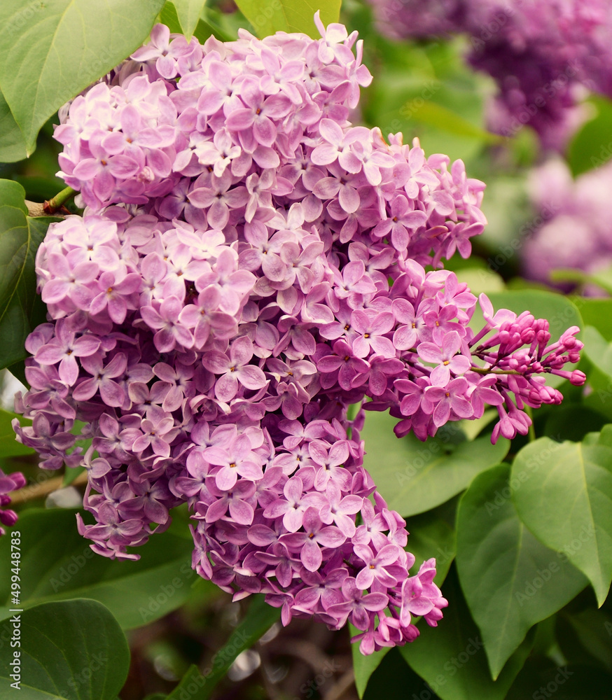 Flowers of ordinary lilac (Latin Syringa vulgaris) pale pink in the spring garden Flowers of ordinary lilac (Latin Syringa vulgaris) pale pink in the spring garden