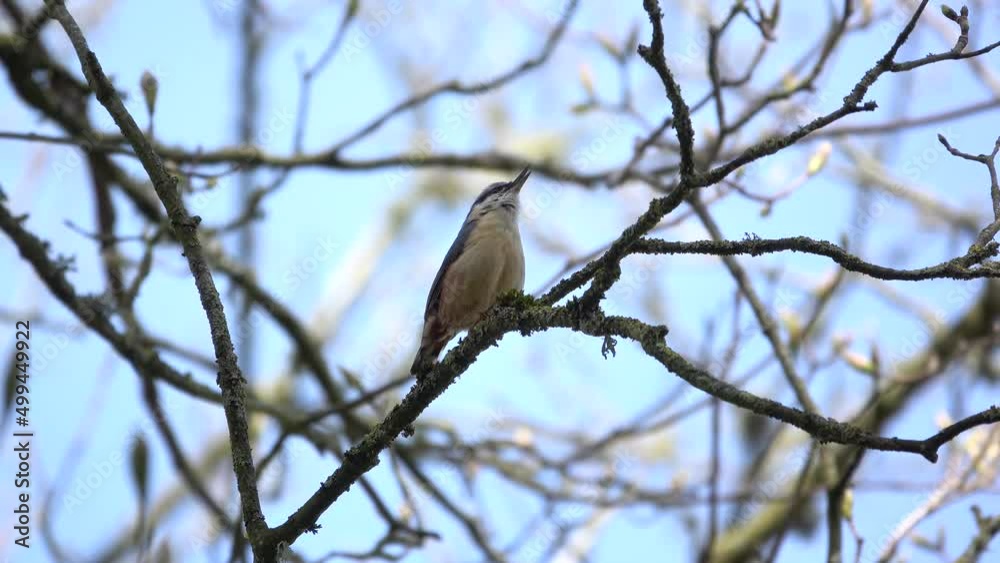 closeup of a eurasian nuthatch (Sitta) searching for food on a tree closeup of a eurasian nuthatch (Sitta) searching for food on a tree