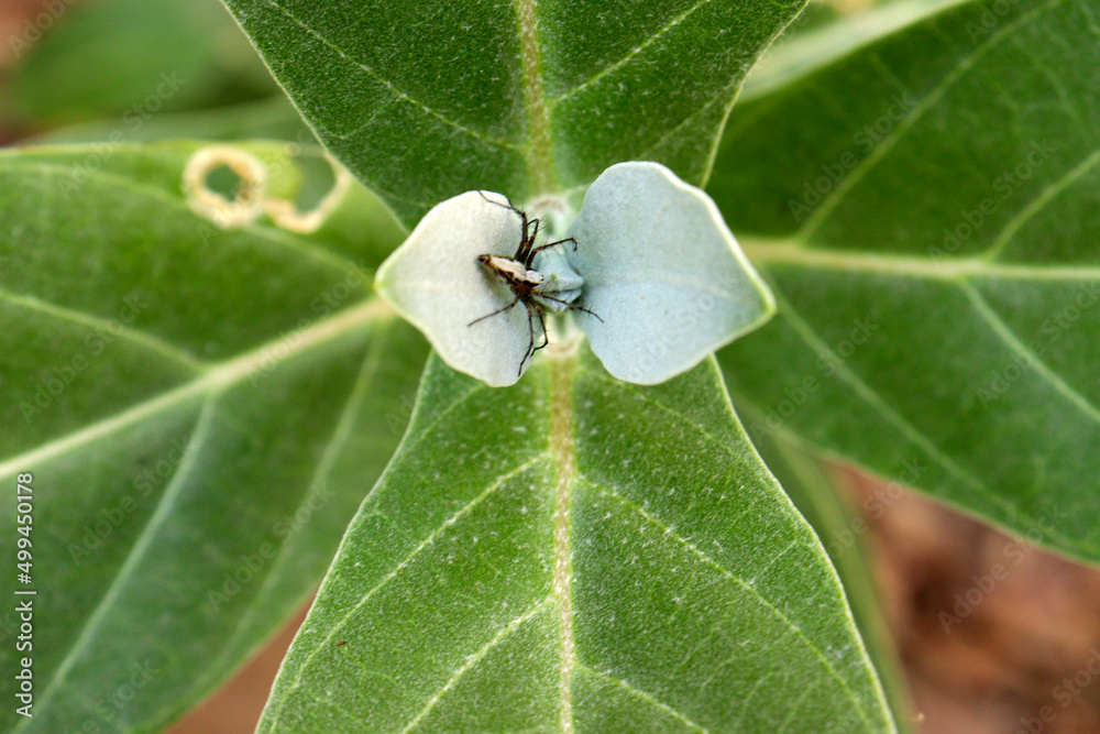 Indiana Herbalife Calotropis procera(Wikipedia Calotropis gigantea
