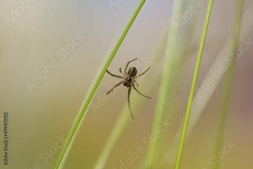 Macro d'araignée © Pascal Cointe