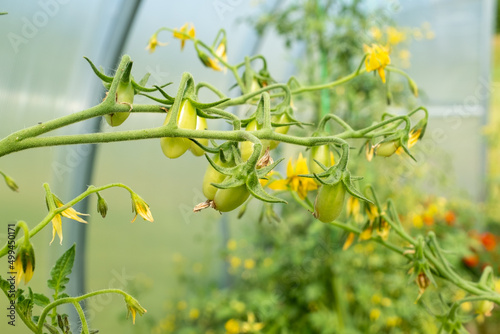 Blooming tomato with green young tomatoes and yellow flowers, close-up. Horizontal composition with blooming tomato plant for publication, poster, screensaver, wallpaper, postcard, banner, cover, post