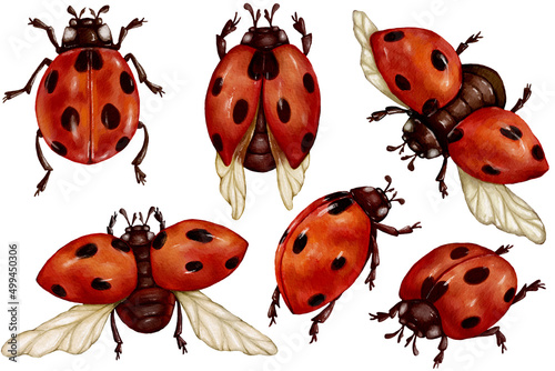 Set of watercolor ladybugs. Summer insect illustration.