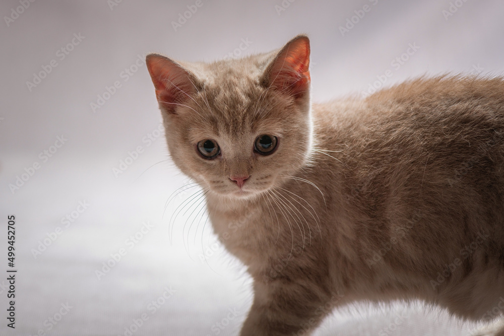 A beautiful thoroughbred British kitten plays in the studio. A beautiful thoroughbred British kitten plays in the studio.