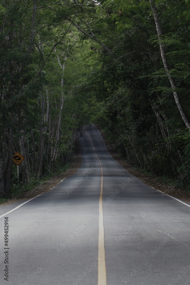 Obraz premium road in the forest