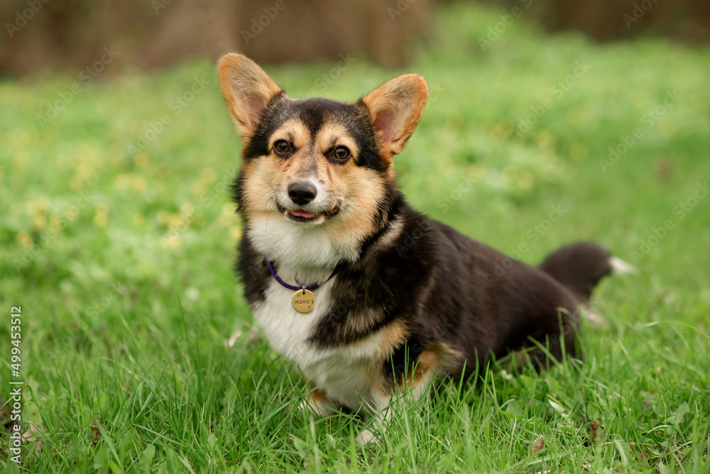 corgi puppy on the grass corgi puppy on the grass