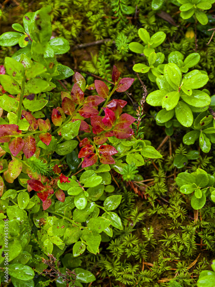 Fototapeta premium Fresh blueberry leaves in green and red colors. Nature patterns and texture background. Close-up of bilberry plants in harvesting season. Seasonal concept - autumn 