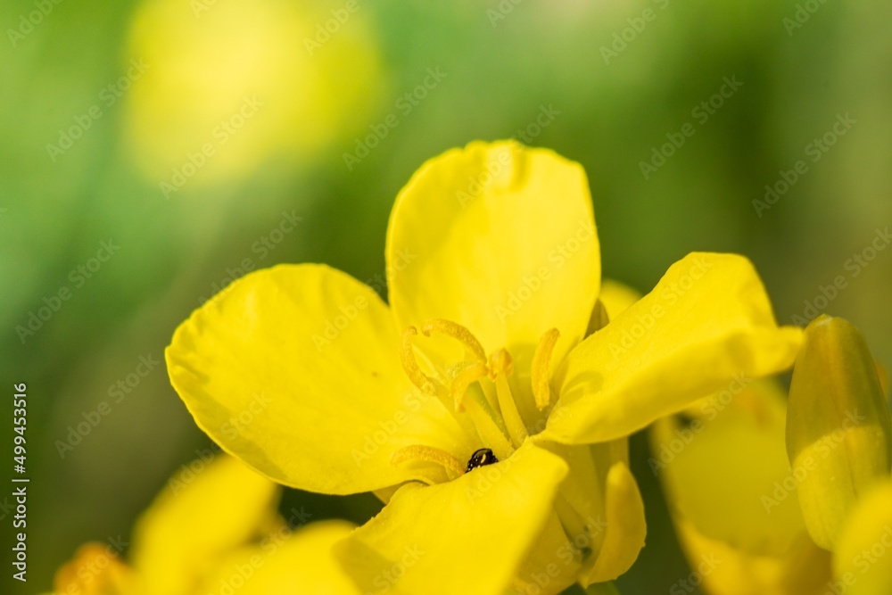 closeup of a rapeseed flower with green bokeh closeup of a rapeseed flower with green bokeh