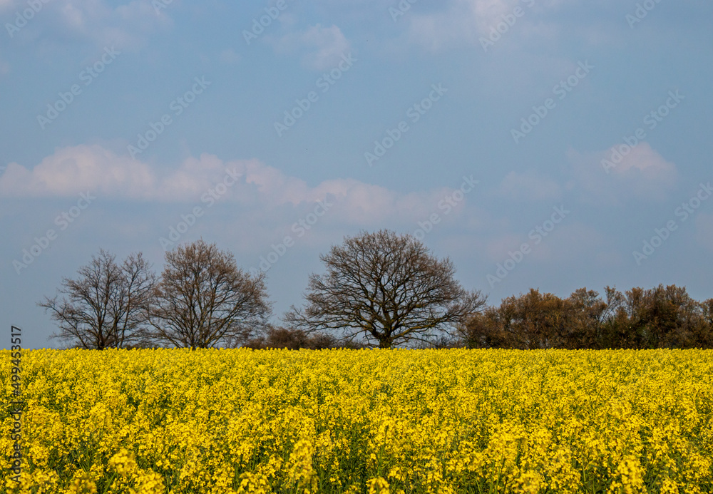 rapeseed field with trees on the horizon rapeseed field with trees on the horizon