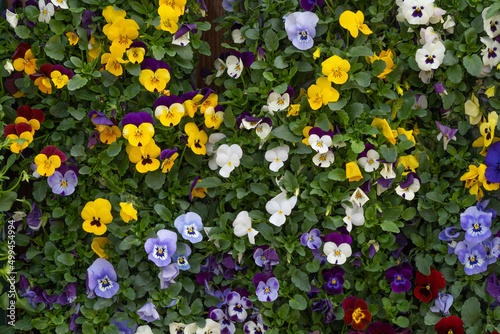 Background wall of violets and pansies mixed colors of pansies in the garden and flower shop