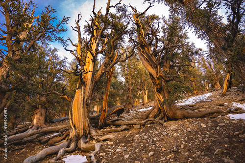 Ancient Bristolcone Pine Forest  