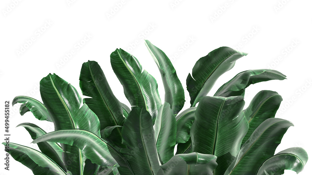 Obraz premium Tropical leaves on a white landscape background. Isolated on white background banana palm leaves of tropical plants up and down
