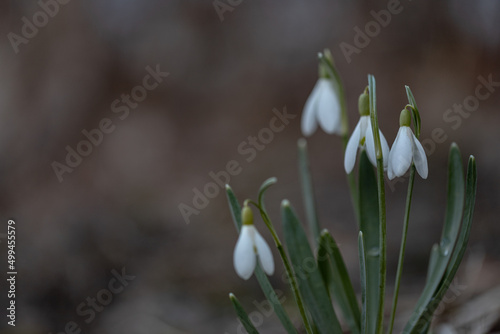 White spring snowdrops field. Galanthus nivalis. Spring flower snowdrop is the first flower in the end of winter and the beginning of spring