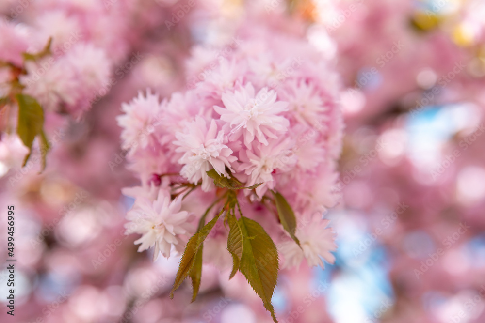 blooming sakura cherry tree
