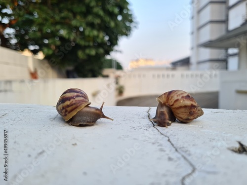 2 snails crawling over the smell