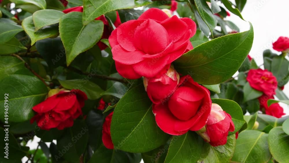 Beautiful Red Camellia Flowers In Bloom on plant. Camellia is a genus of plants from the Theaceae family. Close Up
