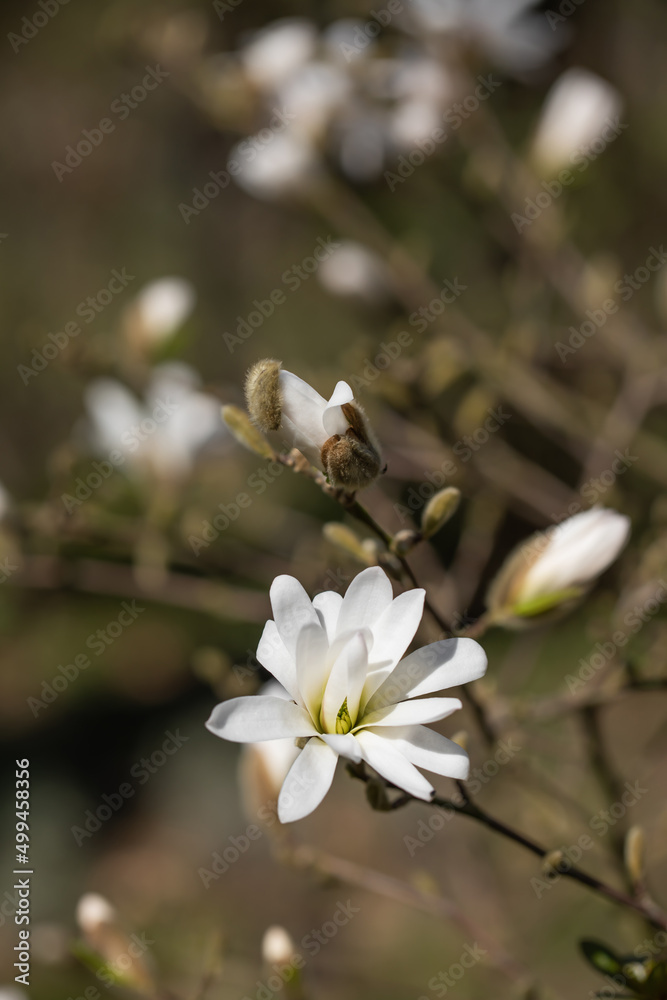 biała kwitnąca magnolia gwiazdowa w wiosennym ogrodzie biała kwitnąca magnolia gwiazdowa w wiosennym ogrodzie