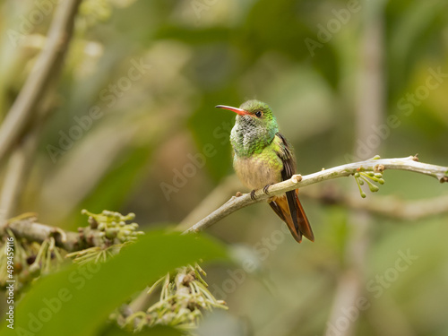 A Rufous-tailed Hummingbird in Ecuador photo