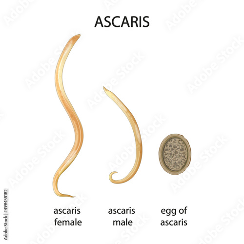Ascaris  illustration, parasitic nematode. Type of parasitic worm Male and female. Ascaris egg. Vector. photo