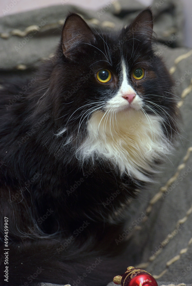Fluffy black and white cat on a gray