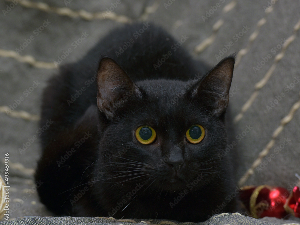 cute black cat with yellow eyes on a gray