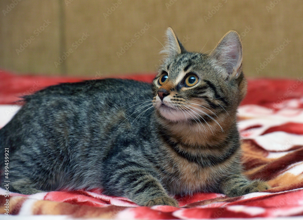 Naklejka premium cute little tabby kitten on the couch