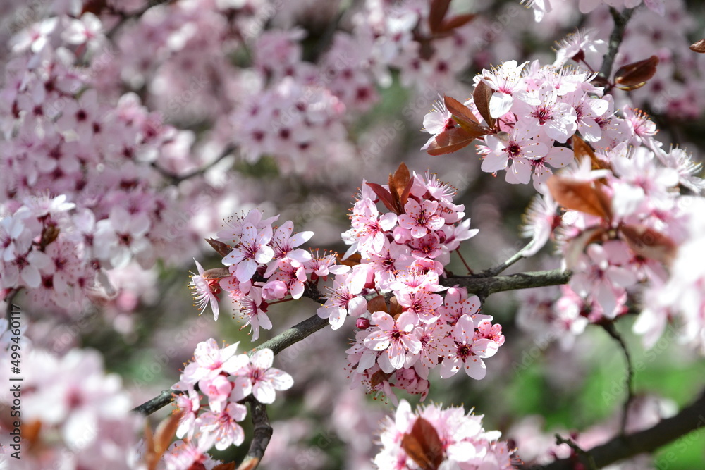 pink flowers in the tree at spring pink flowers in the tree at spring
