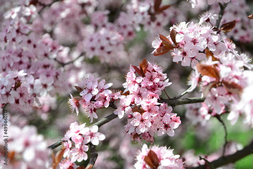 pink flowers in the tree at spring