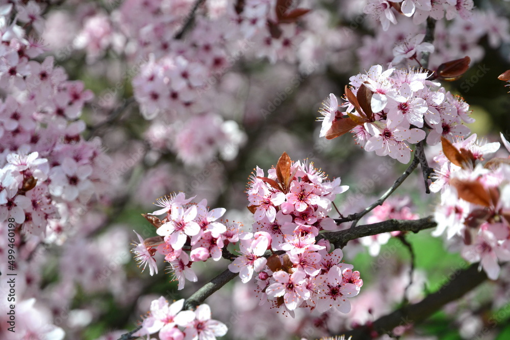 pink flowers in the tree at spring pink flowers in the tree at spring