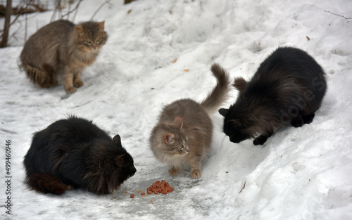 cats eat in the snow on the street in winter