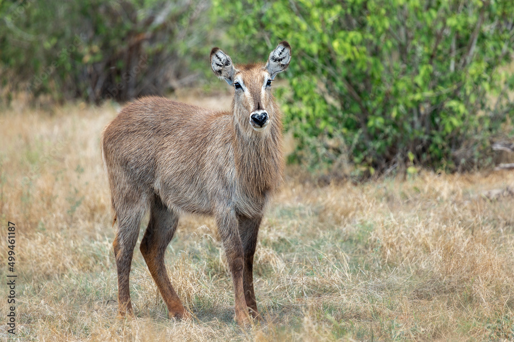 The waterbuck (Kobus ellipsiprymnus) is a large antelope .Tsavo National Park. Kenya. Africa The waterbuck (Kobus ellipsiprymnus) is a large antelope .Tsavo National Park. Kenya. Africa